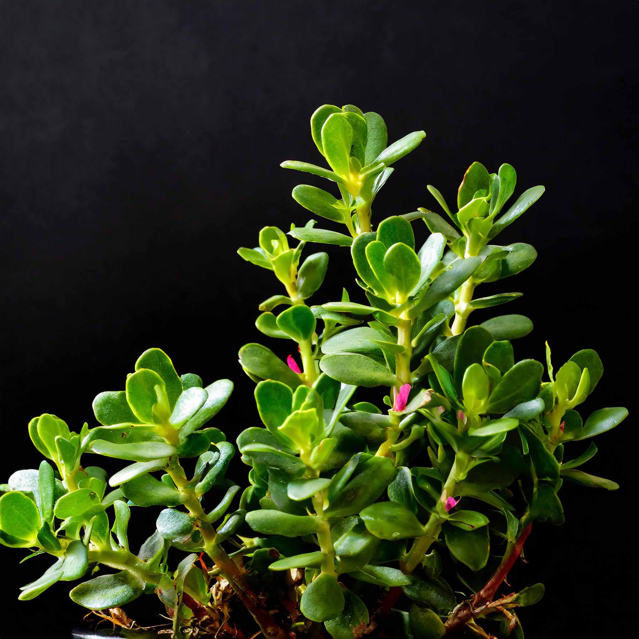 green purslane plant